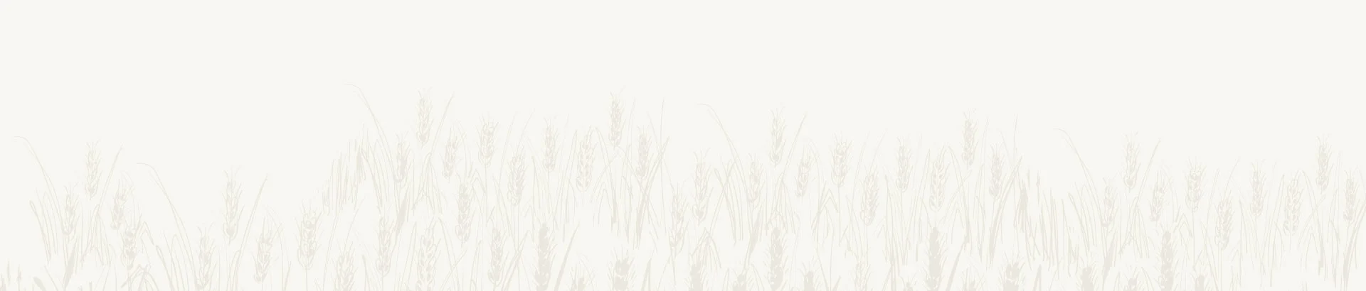 Field of wheat stalks in soft, pale tones.