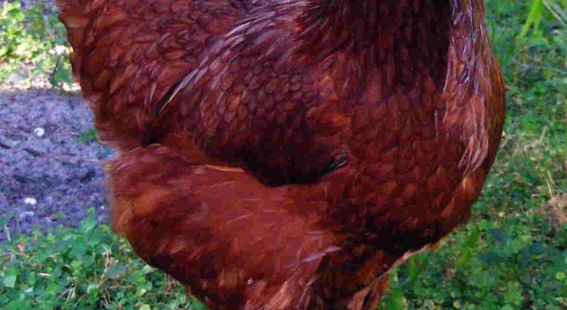 Rhode Island Red in Yard, One Of The Best Chicken Breeds in South Africa