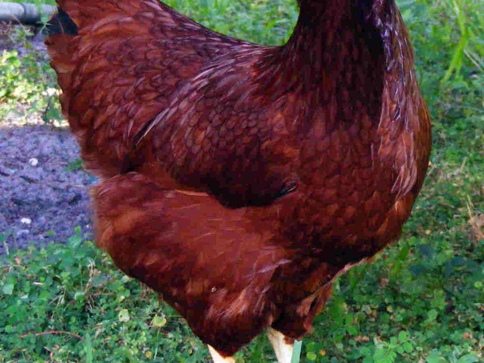 Rhode Island Red in Yard, One Of The Best Chicken Breeds in South Africa