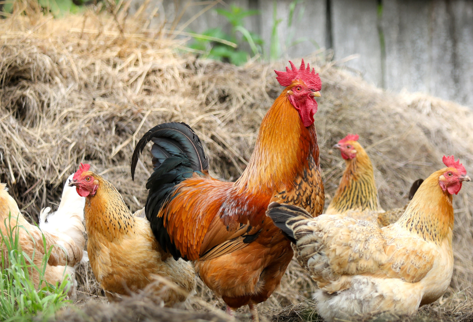 Happy Chickens and Thriving