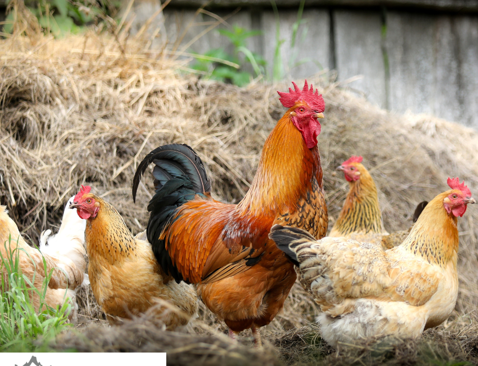 Happy Chickens and Thriving