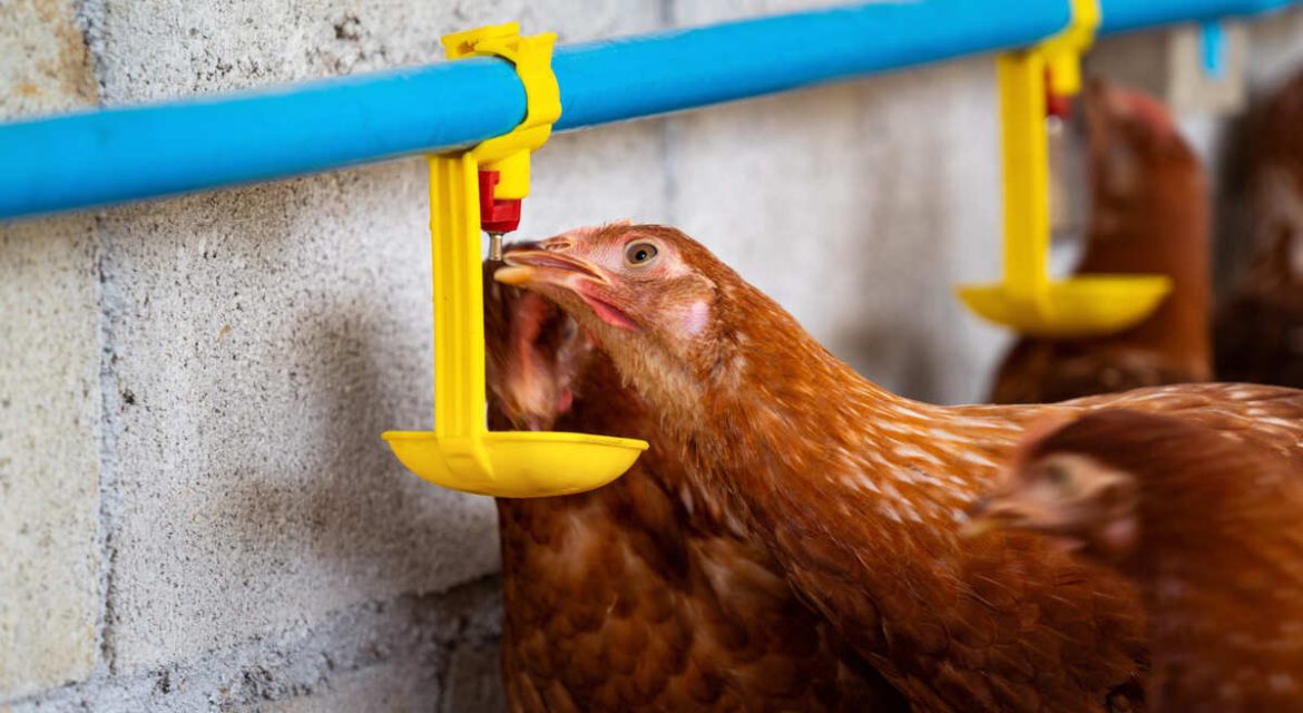 heat stress in chickens depicted by many of them clustered around drinkers