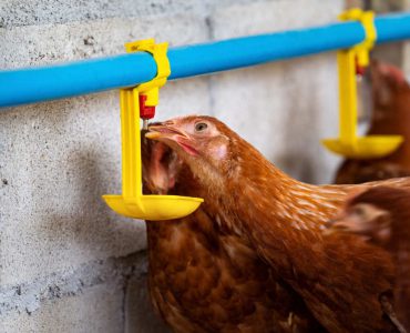 heat stress in chickens depicted by many of them clustered around drinkers