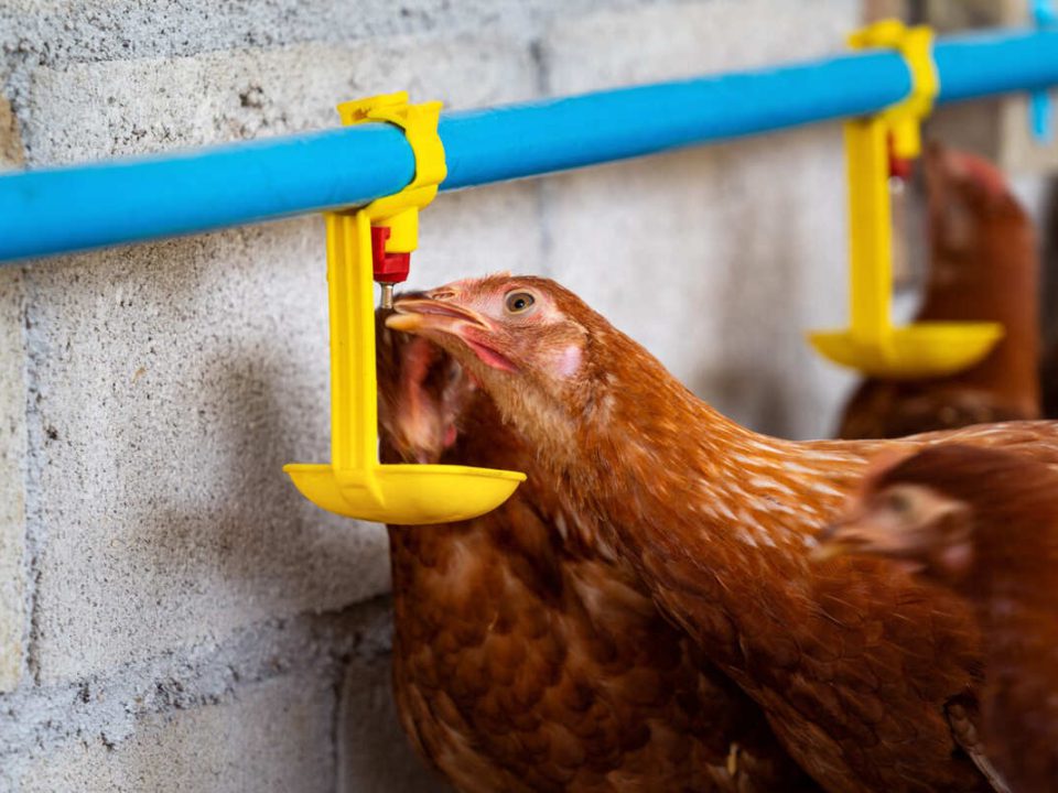 heat stress in chickens depicted by many of them clustered around drinkers