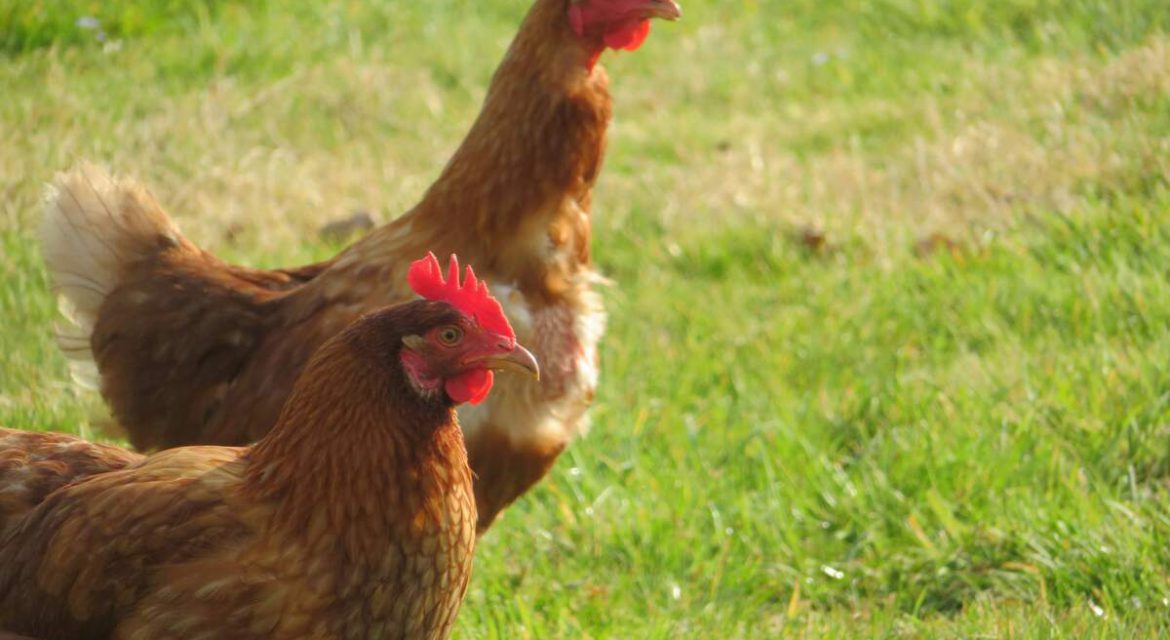 Free-range hens outdoors producing richer eggs compared to store eggs from caged hens with uniform feed.