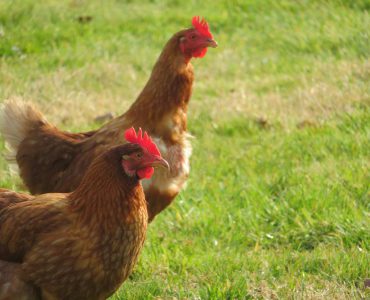 Free-range hens outdoors producing richer eggs compared to store eggs from caged hens with uniform feed.