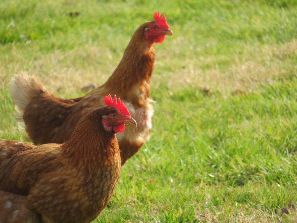 Free-range hens outdoors producing richer eggs compared to store eggs from caged hens with uniform feed.