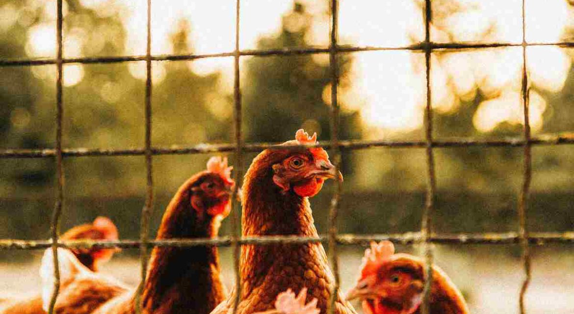 Free-range hens foraging outdoors compared to caged hens eating controlled feed, showing diet differences that affect egg taste and quality.