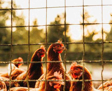 Free-range hens foraging outdoors compared to caged hens eating controlled feed, showing diet differences that affect egg taste and quality.