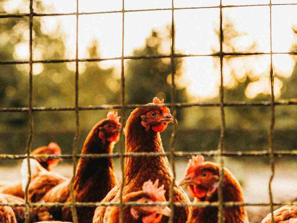 Free-range hens foraging outdoors compared to caged hens eating controlled feed, showing diet differences that affect egg taste and quality.