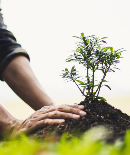 Hands planting a small green tree in rich soil